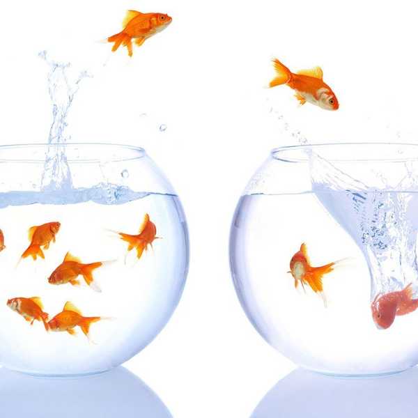 What Transferring Schools Taught Me