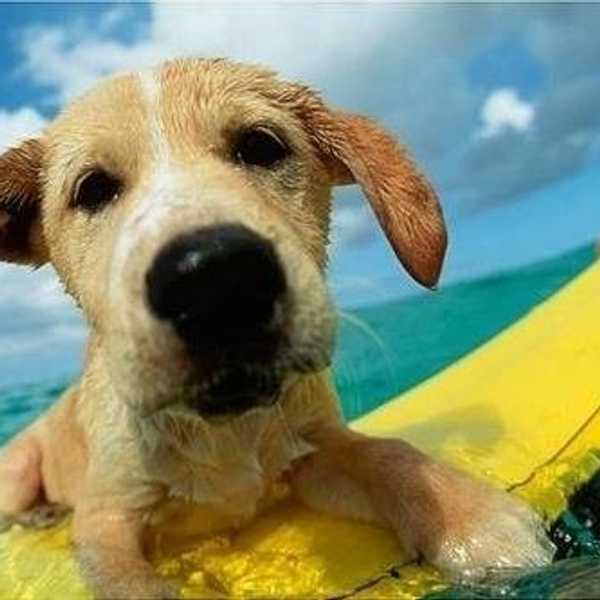 Dog Days Of Summer