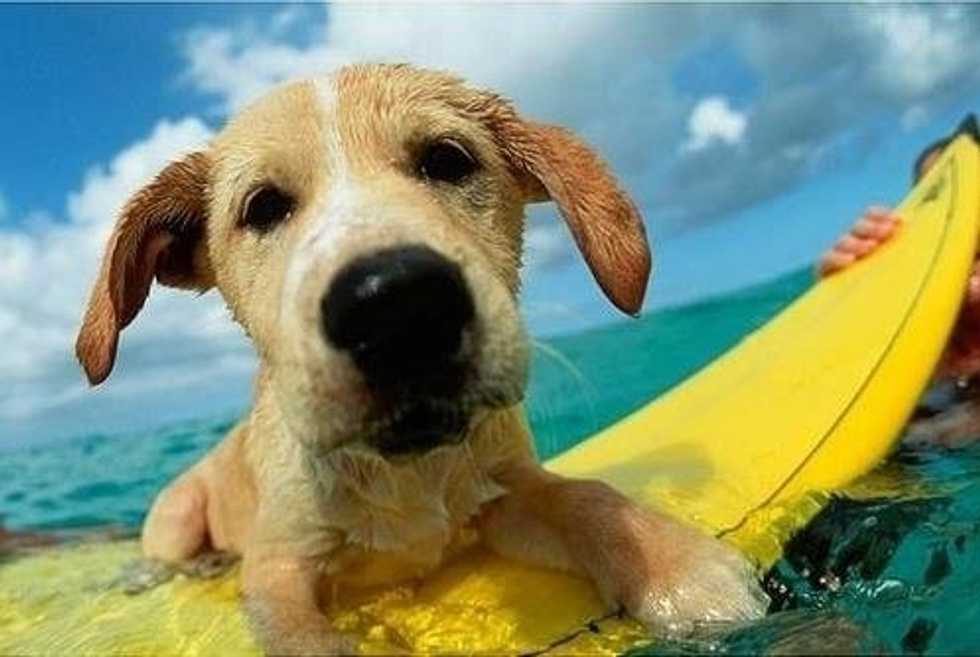 Dog Days Of Summer