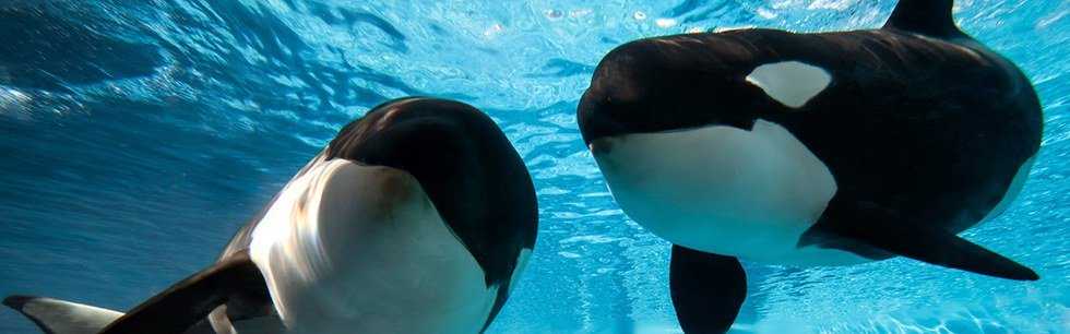 The Problem With SeaWorld's "New Vision"