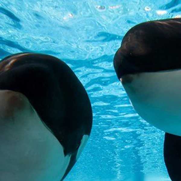 The Problem With SeaWorld's "New Vision"