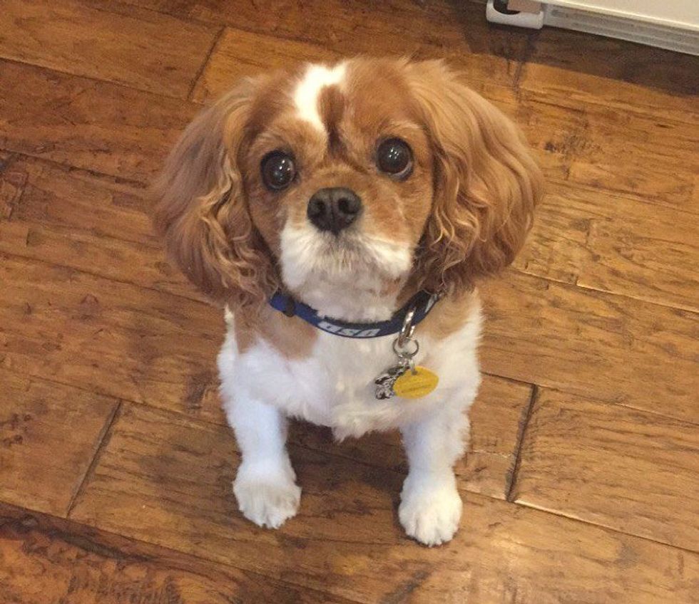 An Open Letter To My Dog