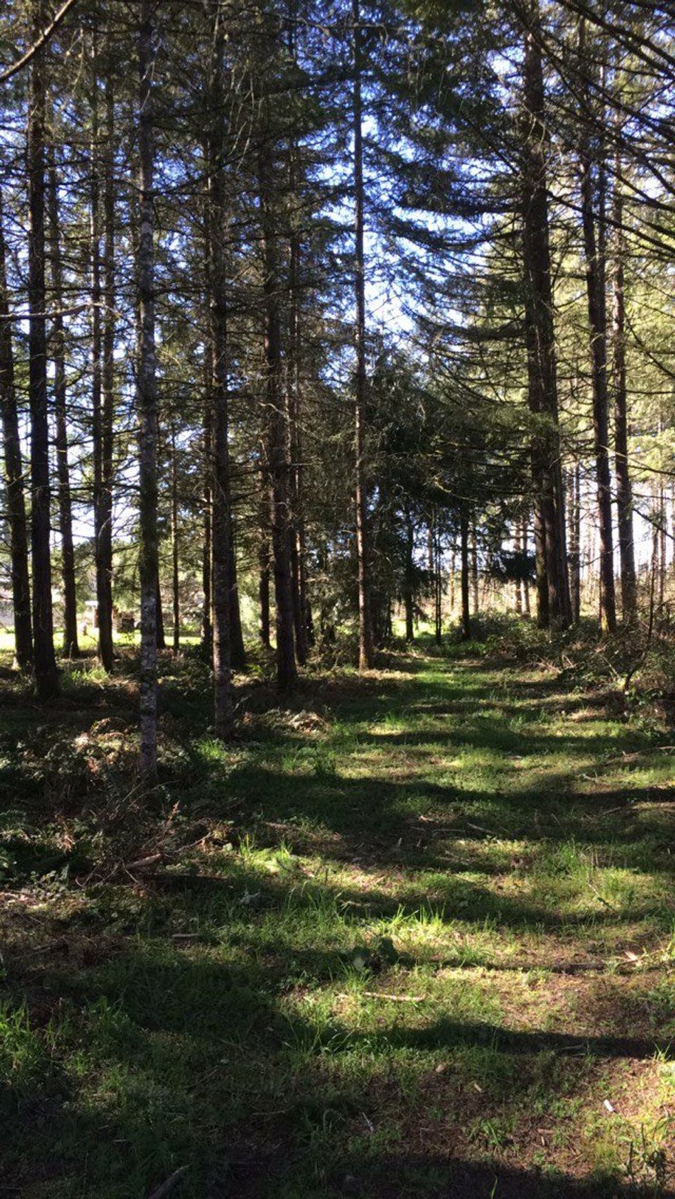 Growing Up Under The Trees