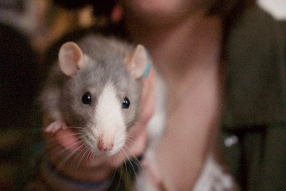 11 Awesome Rat Facts