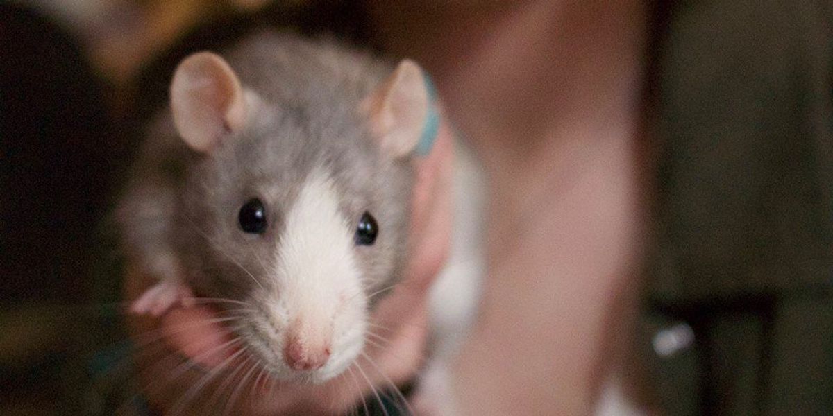 11 Awesome Rat Facts | The Odyssey Online