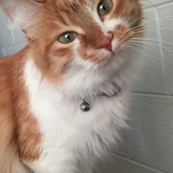 Why You Should Get A Cat