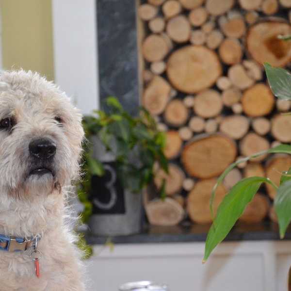 Sincerely, Your Dog at Home