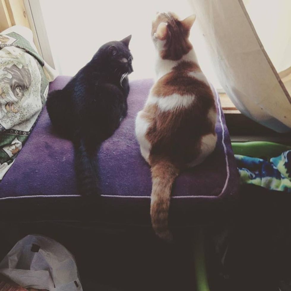 11 Ways You Know Your Cat Is Your Best Friend