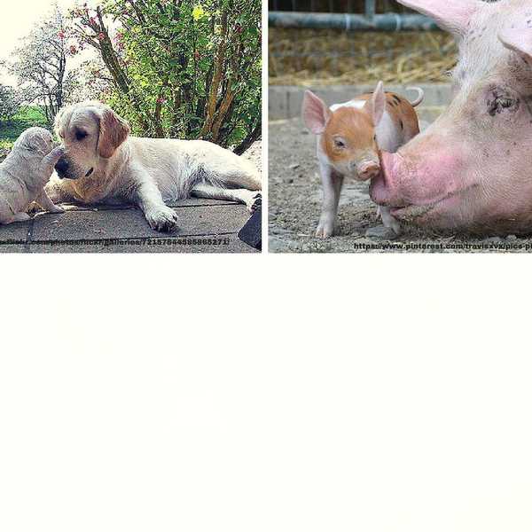 Friends, Not Food