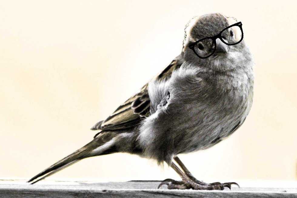 Why I Don't Believe The Sanders Campaign Is Berned Out