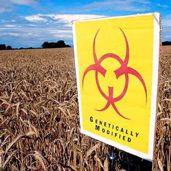Genetically Modified Organisms: Friend or Foe?