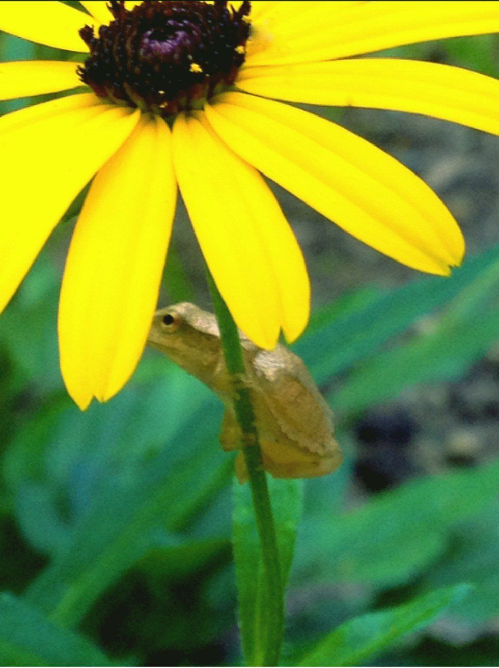 Introverts Or Extroverts