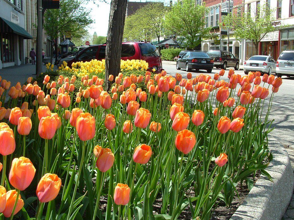 Why Tulips Make Me Dutch Dance For Joy