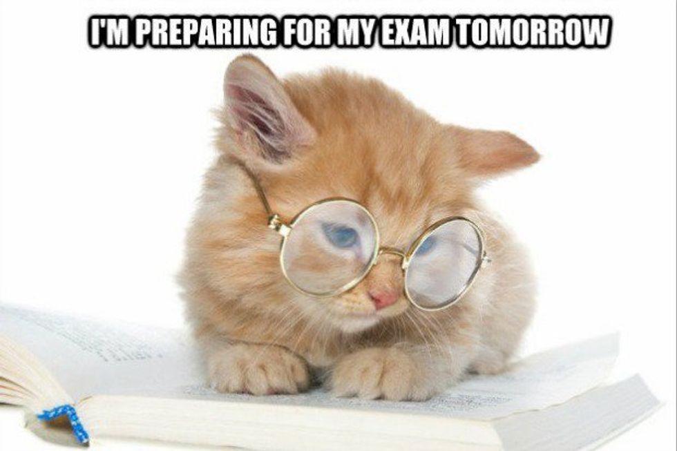 Finals Week: Cat Style