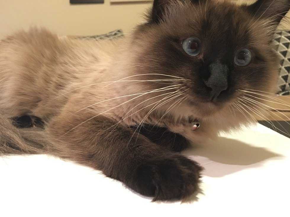 Why Adopting My Cat Was The Best Thing I Ever Did