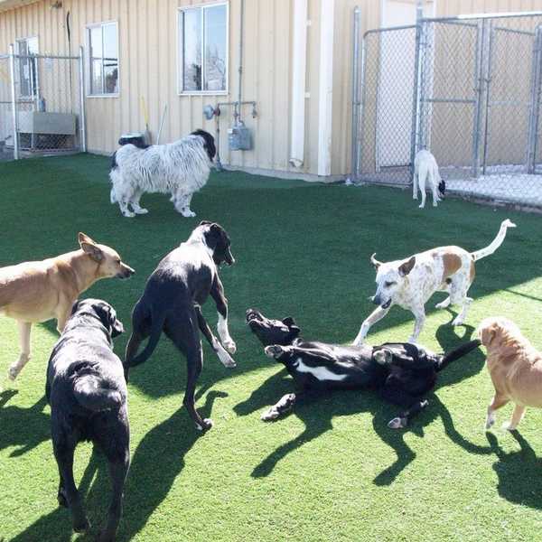 The 9 Things I Learned While Watching Other People's Dogs