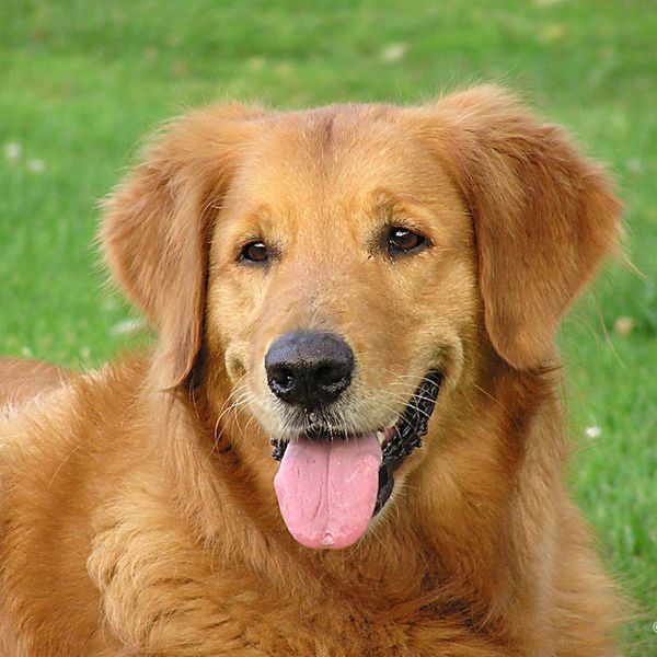 A Dog's Guide To Getting Through Finals