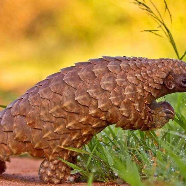 Pangolin Lives Matter
