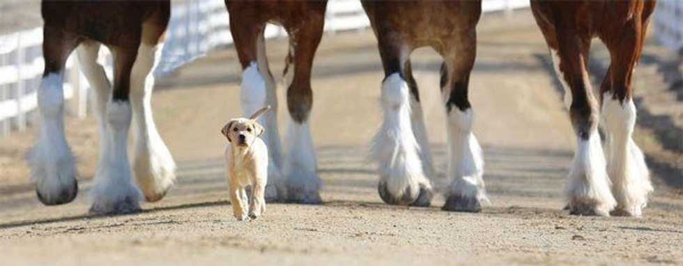 Budweiser Has Mastered The Art Of Marketing