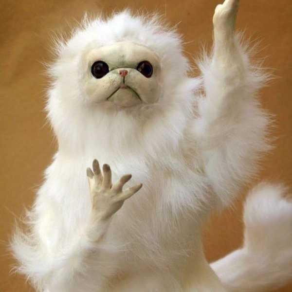 12 Persian Cat Room Guardian Memes