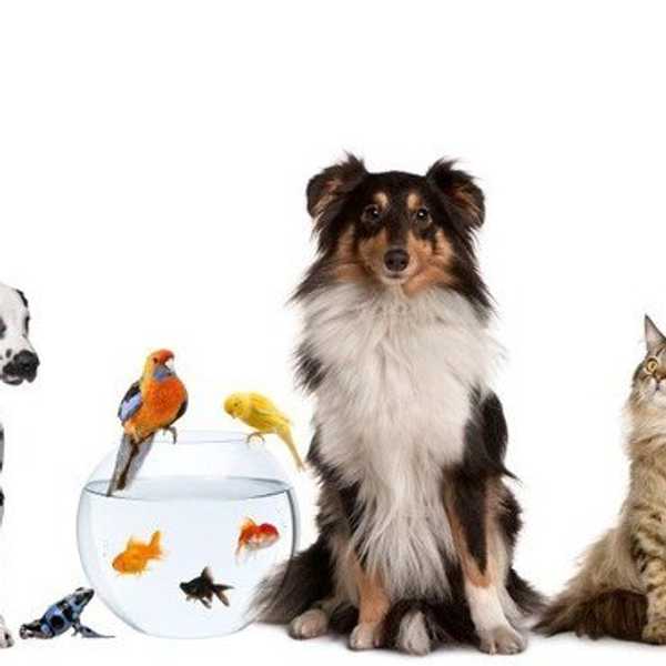Benefits Of Owning A Pet