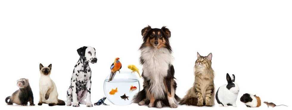 Benefits Of Owning A Pet