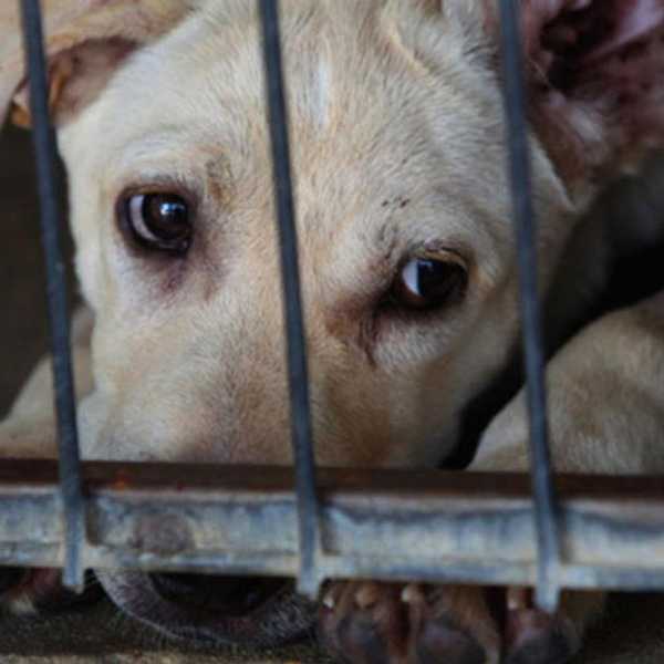 My Message To Animal Abusers
