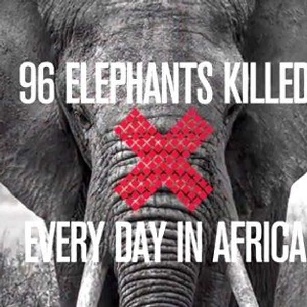 From The Endangered And Afraid