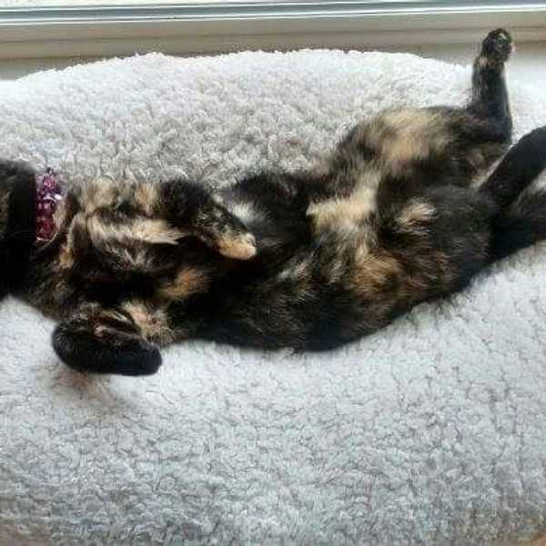 A Love Letter To My Cat