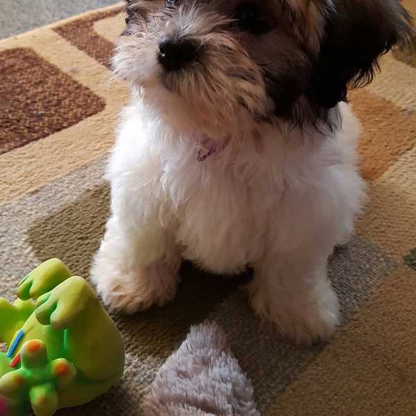 Why My Dog Is My Best Friend