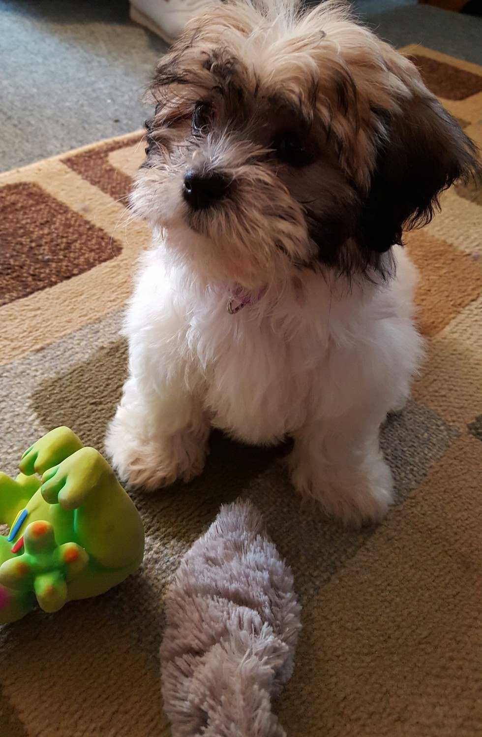 Why My Dog Is My Best Friend
