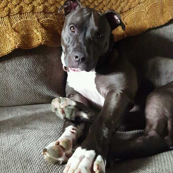 What It's Really Like Owning A Rescue Pit Bull