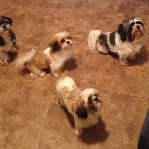 7 Reasons Why Dogs Are The Bestest Friends You Can Have