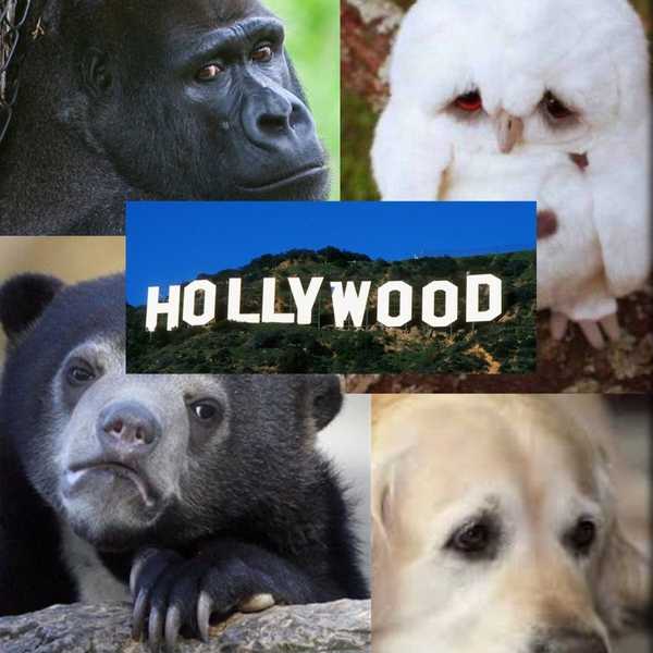 CGI Animals Are Taking Real Jobs From Real Animals
