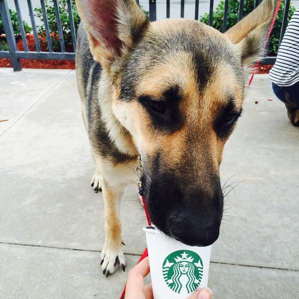 Why getting a dog in college is the best decision you'll ever make.