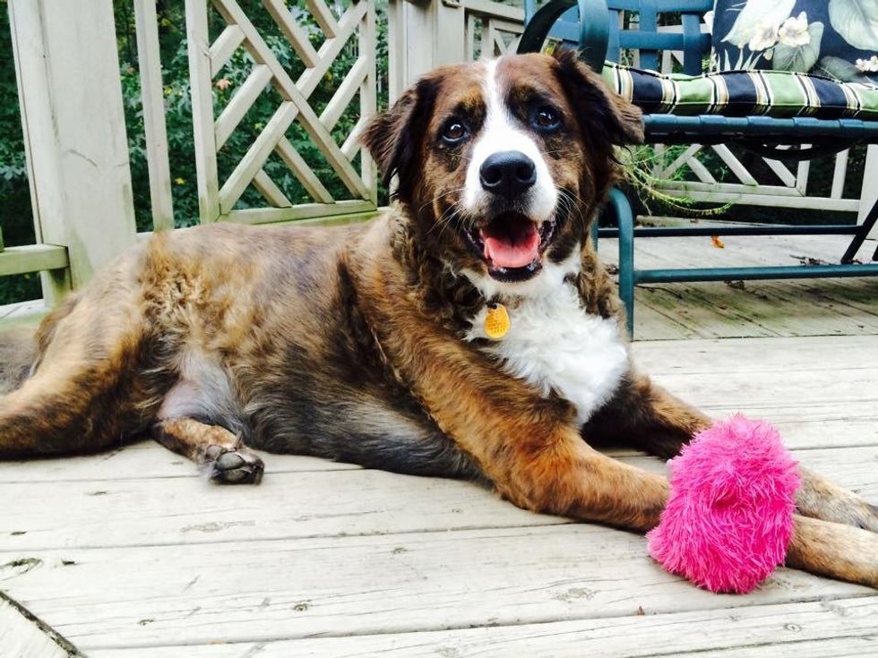 An Open Letter To Man's Best Friend