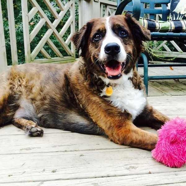 An Open Letter To Man's Best Friend