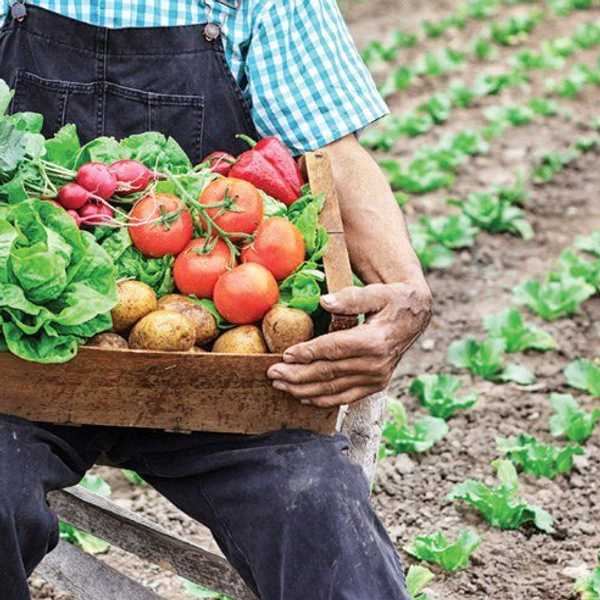 Why Backyard Farming Is Important For Your Community