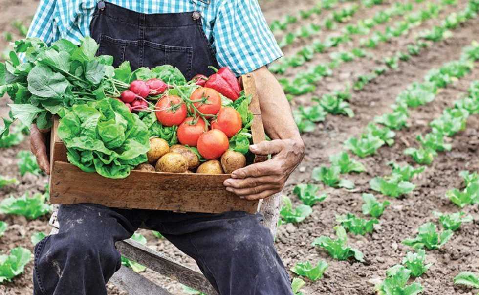 Why Backyard Farming Is Important For Your Community
