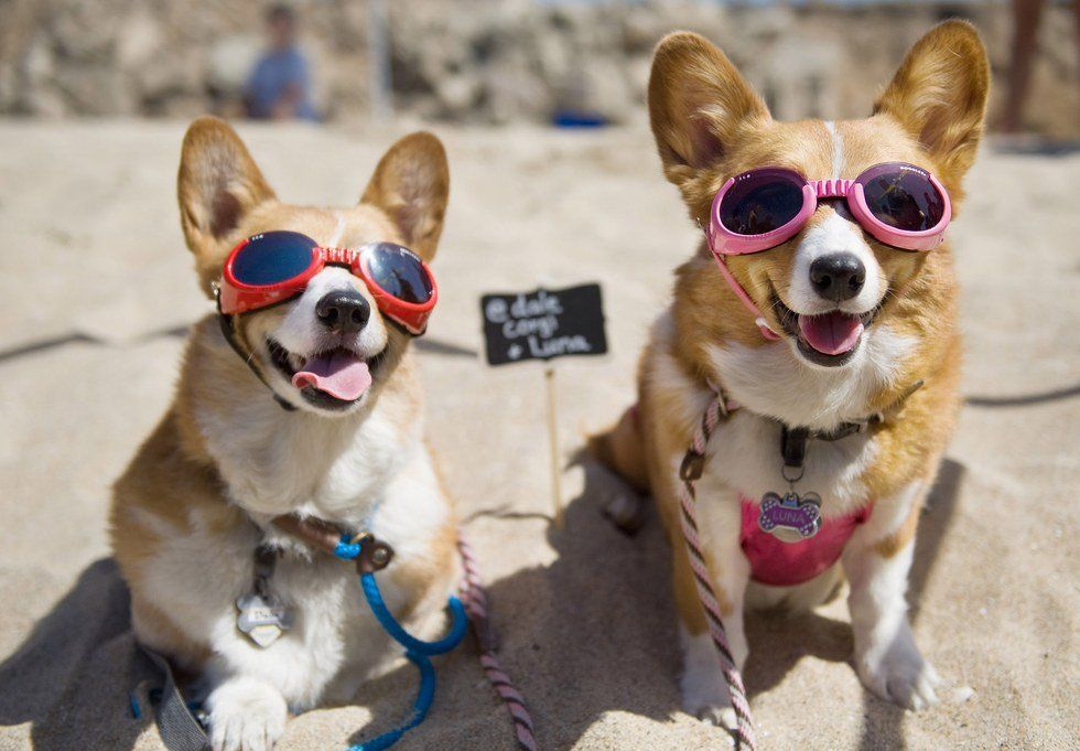 22 Corgis To Make Summer Come Faster