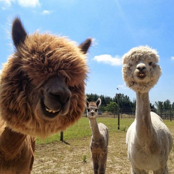 Alpacas Are The Next Alpha Animal