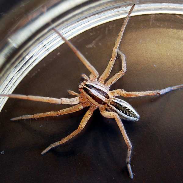 An Open Letter To The Spiders On Campus