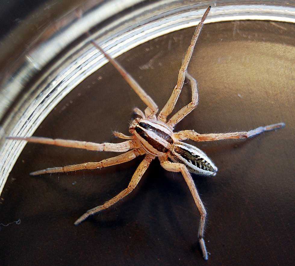 An Open Letter To The Spiders On Campus