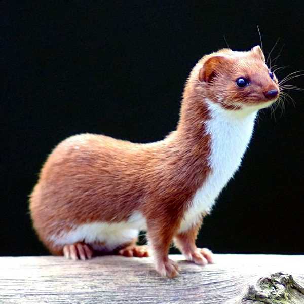 Weasel Sabotage: The Large Hadron Collider Story