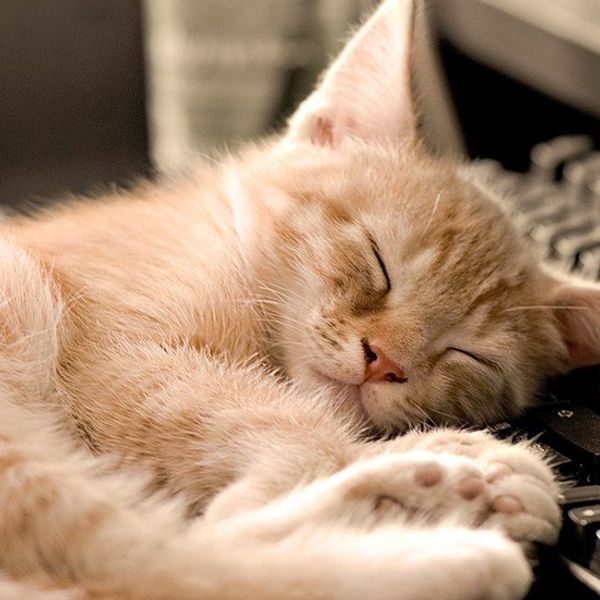 When Napping Consumes Your Life