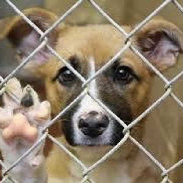 Why You Should Adopt A Rescue Dog