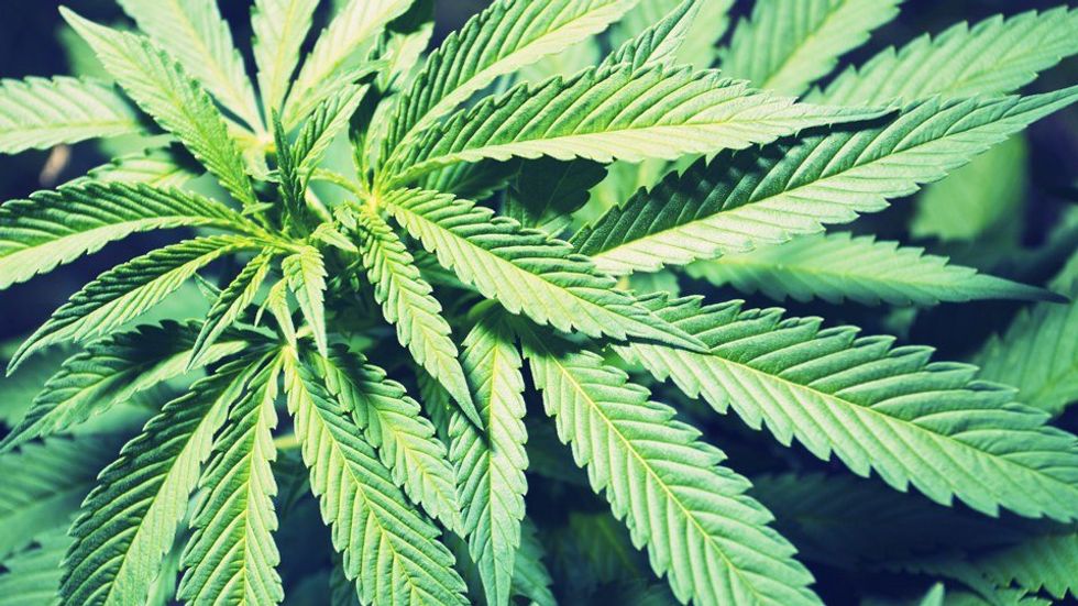 Weed Is Not As Harmless As You Think