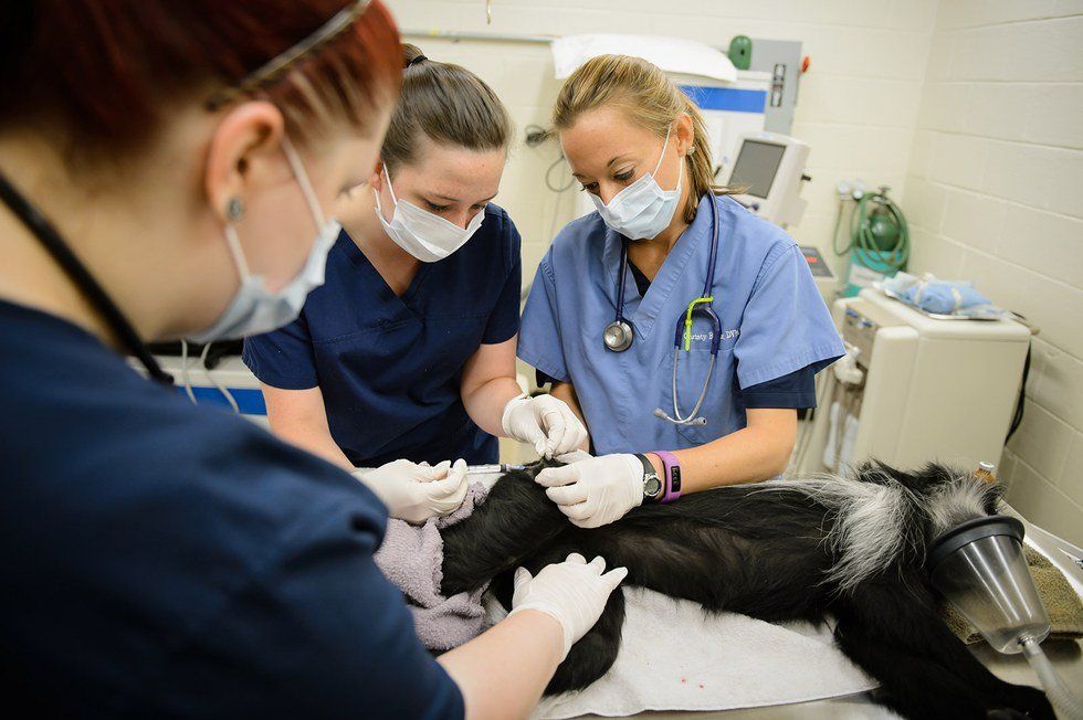 8 Things Pre-Veterinary Students Are Tired Of Hearing