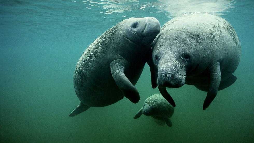 Why Manatees Are My Favorite Animal