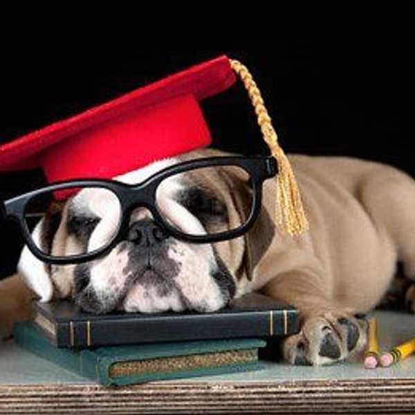 The 10 Stages Of Finals Week, As Told By Puppies